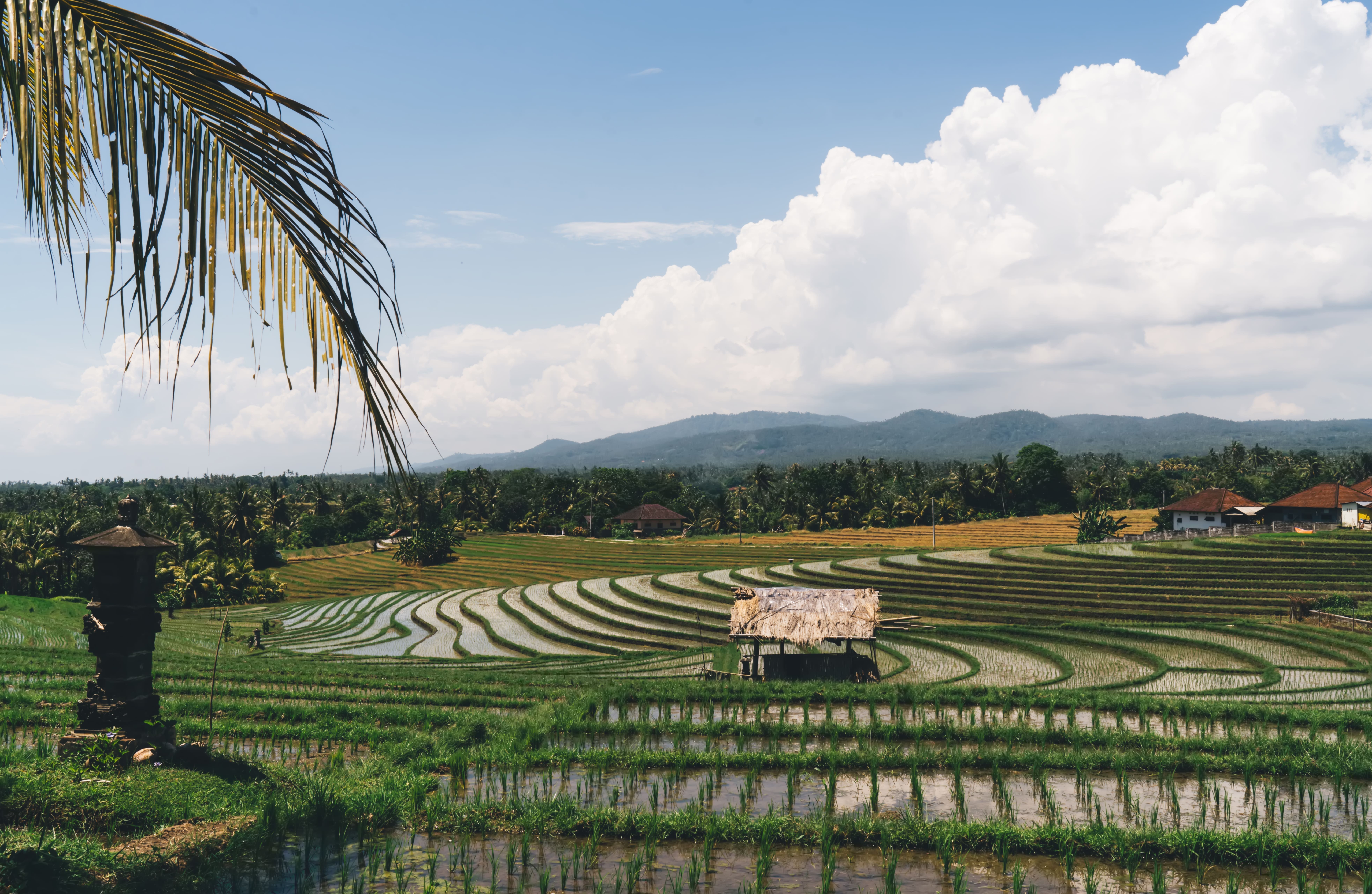 Kamboçya Pirincinde Sürdürülebilir Verim ve Kalite