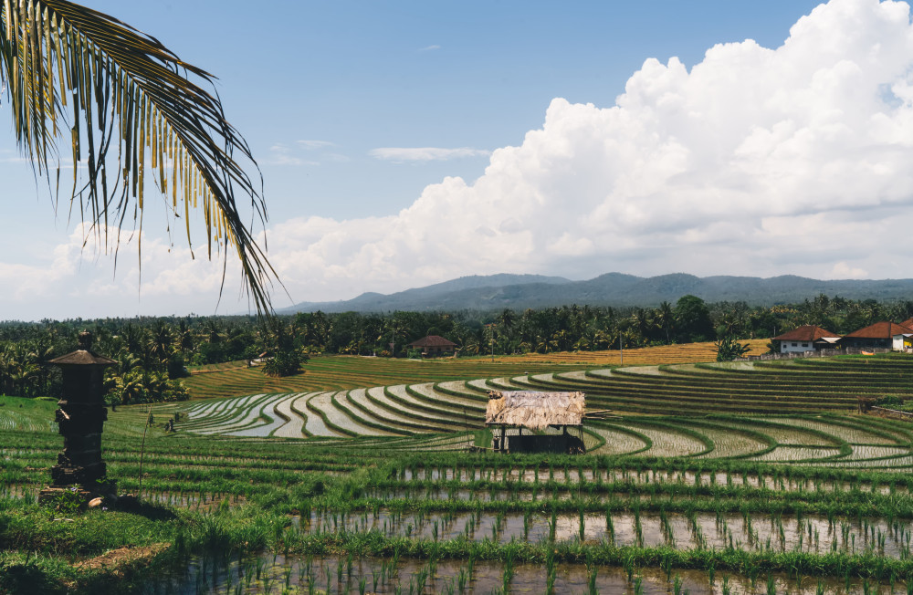 Kamboçya Pirincinde Sürdürülebilir Verim ve Kalite